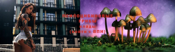 стаф Алзамай
